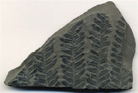 carbonized fossils